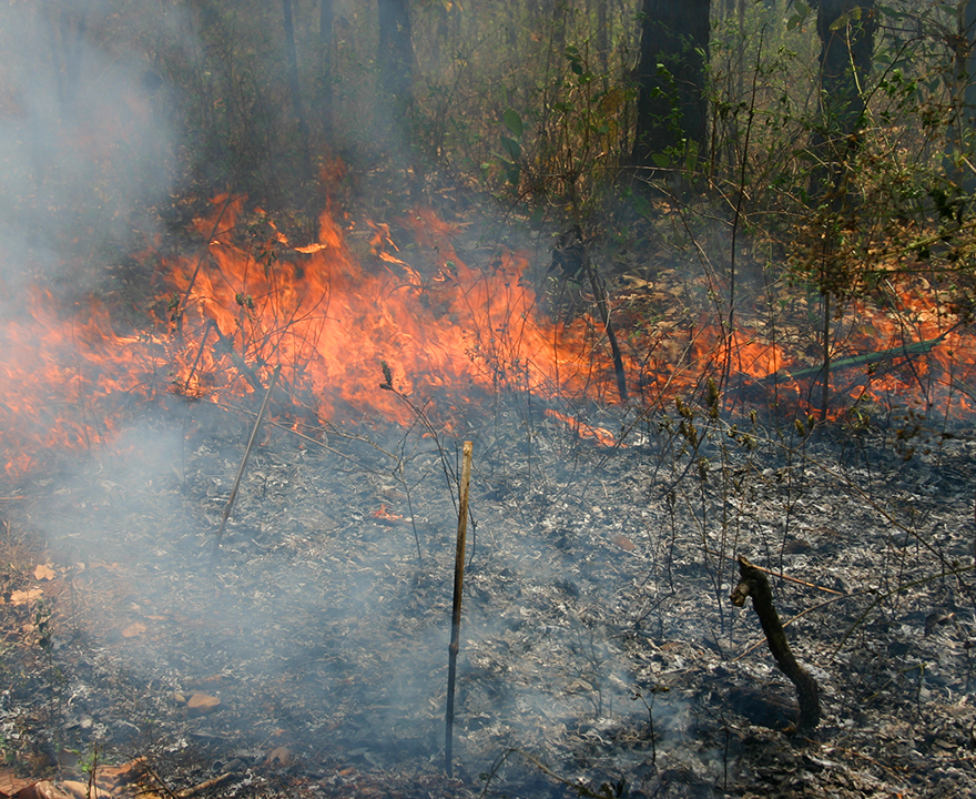 wildfire