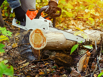 Chainsaw Cutting Tree